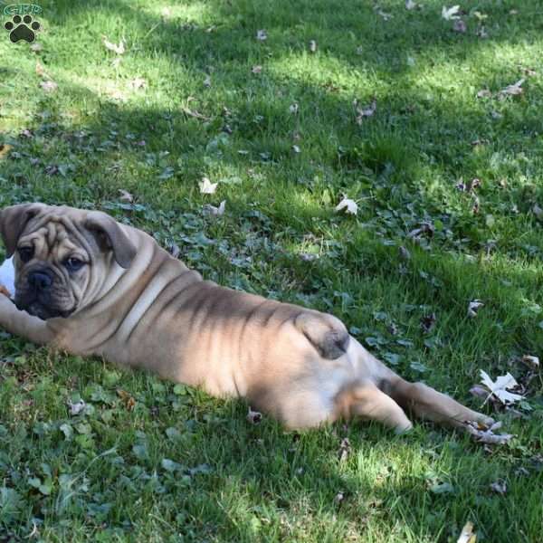 Deisel, Olde English Bulldogge Puppy